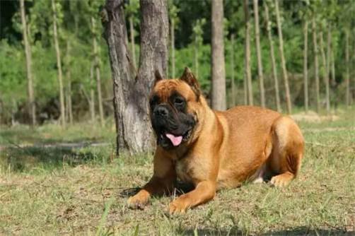 卡斯罗犬vs视频直播,当猛犬走进镜头,流量背后的真相与温度 卡斯罗犬vs视频直播,当猛犬走进镜头,流量背后的真相与温度